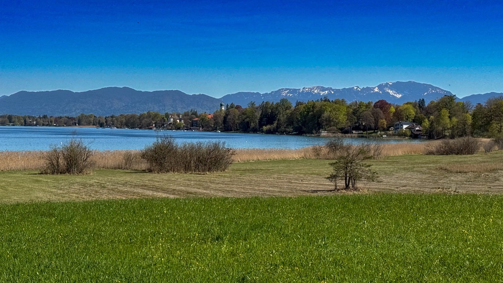 Blick über den Starnberger See mit Schilfufer und den schneebedeckten Voralpen am Horizont