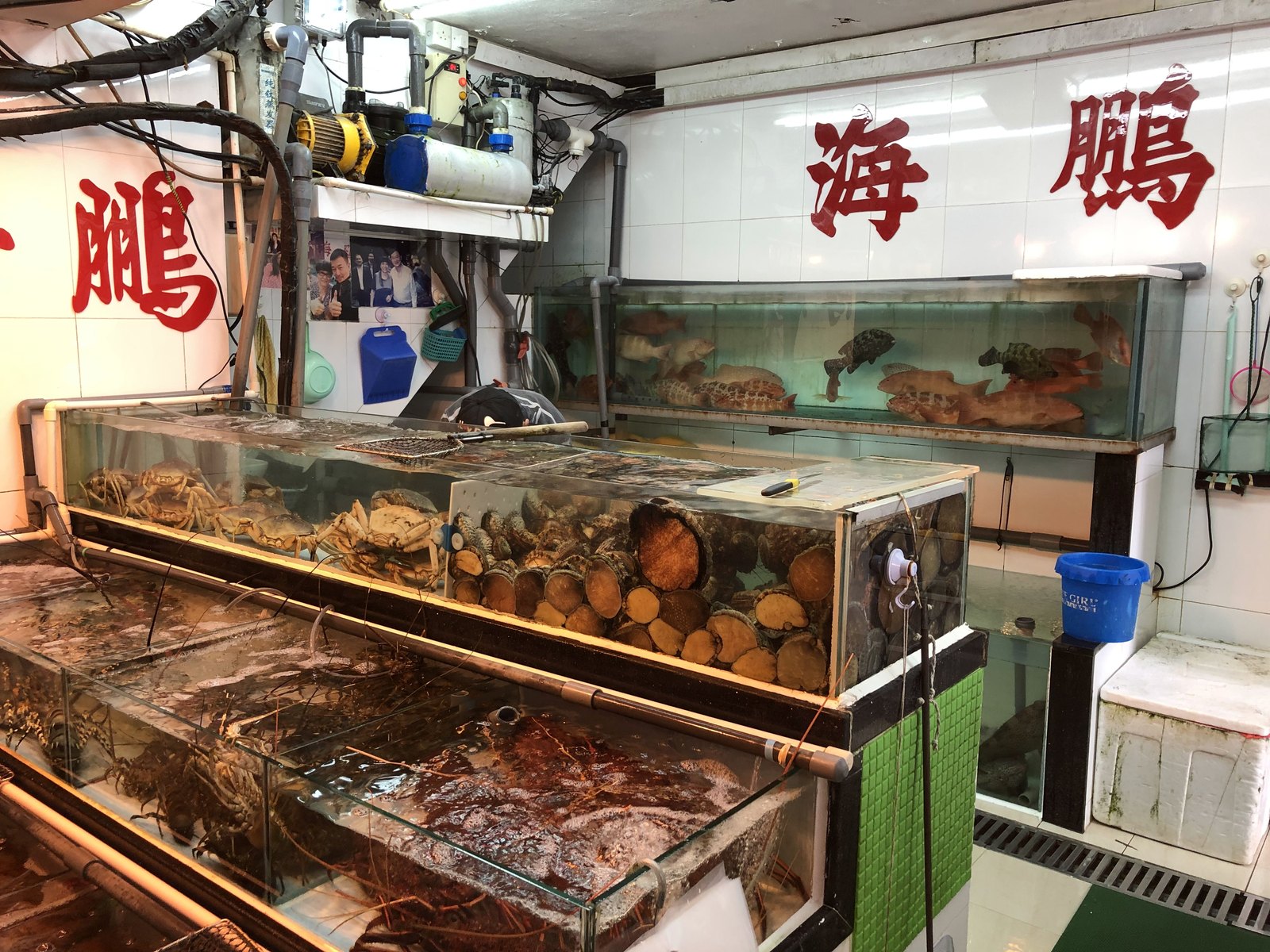 Aquarien mit Krebsen, Fischen und Muscheln in einem Hongkonger Seafood-Restaurant, rote chinesische Schriftzeichen an der Wand