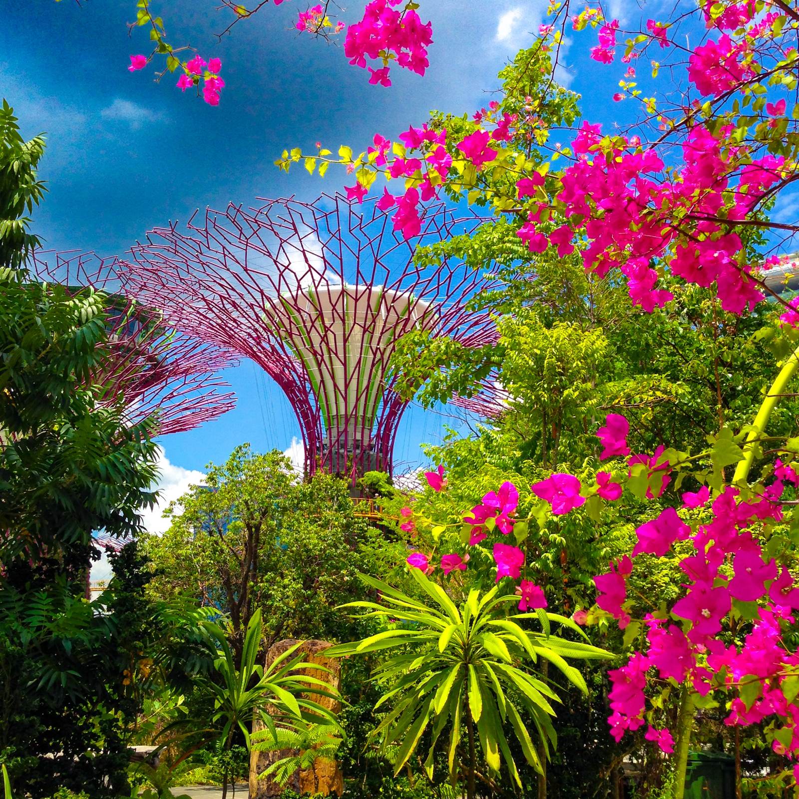 Supertree Grove in den Gardens by the Bay, gerahmt von pinkfarbenen Bougainvillea-Blüten